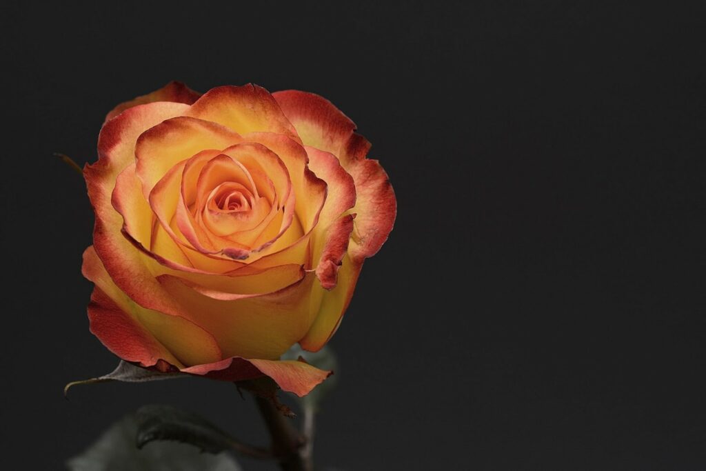 情人節送花推薦：玫瑰花