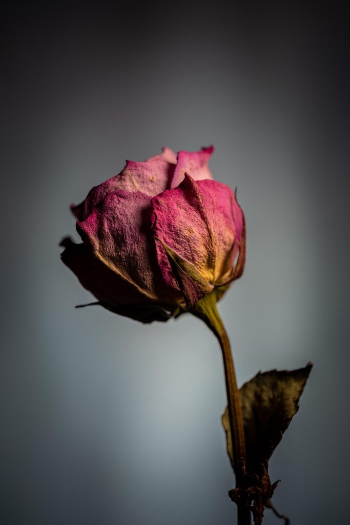 乾燥花