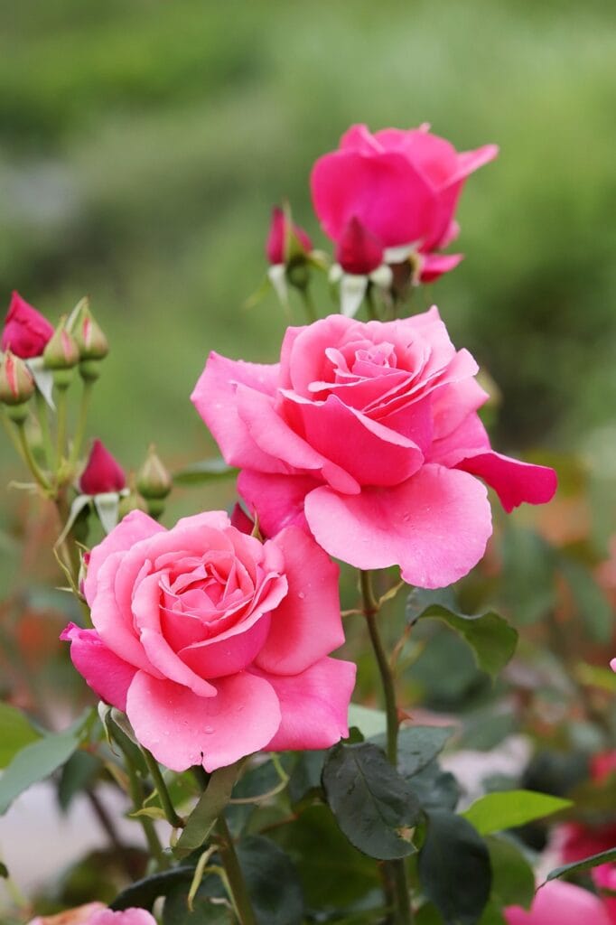 鮮花