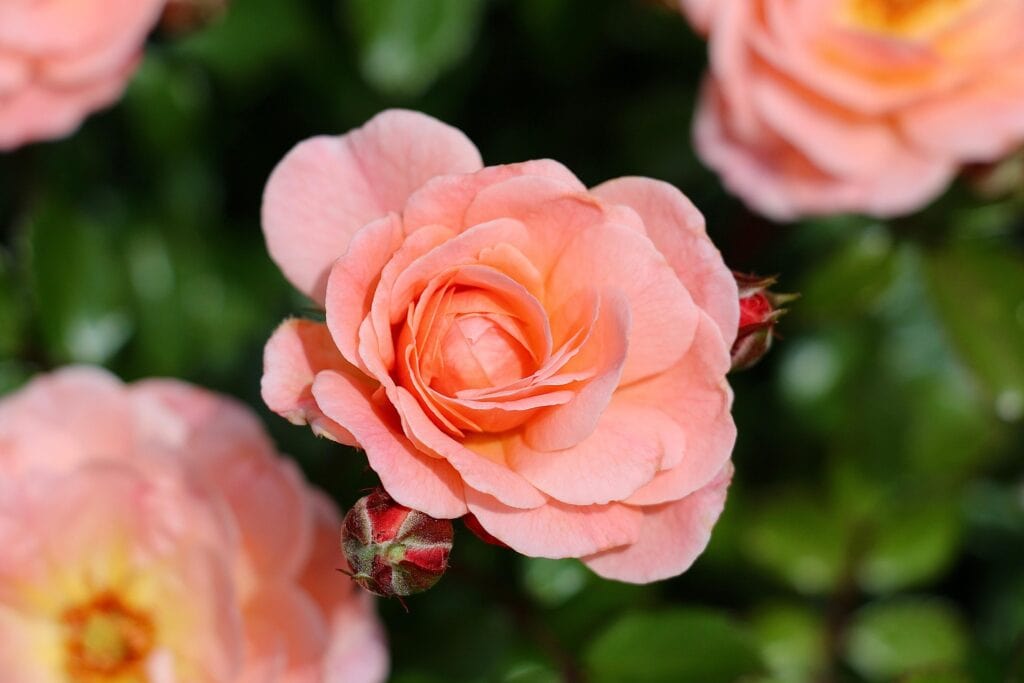 鮮花